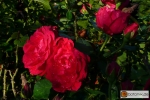 Rosa centifolia Rote Woge